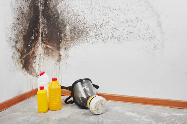 Trusted Millbrae, CA Mold Remediation Experts