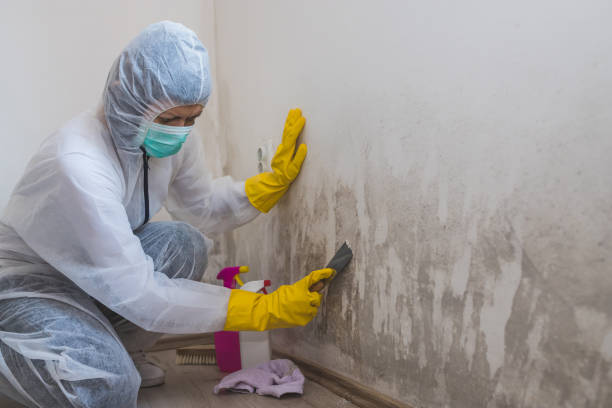 Best Residential Mold Remediation in Millbrae, CA