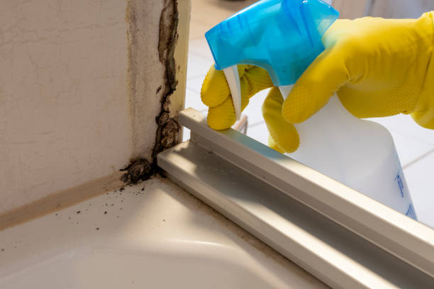 Best Mold Testing and Inspection Services in Millbrae, CA