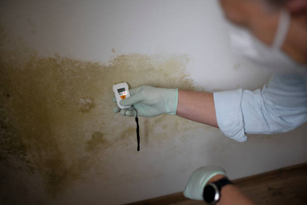 Best Preventive Mold Services in Millbrae, CA
