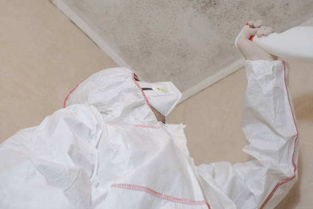 Professional Mold Remediation in Millbrae, CA