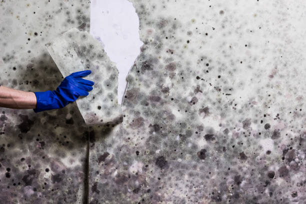 Best Residential Mold Remediation in Millbrae, CA